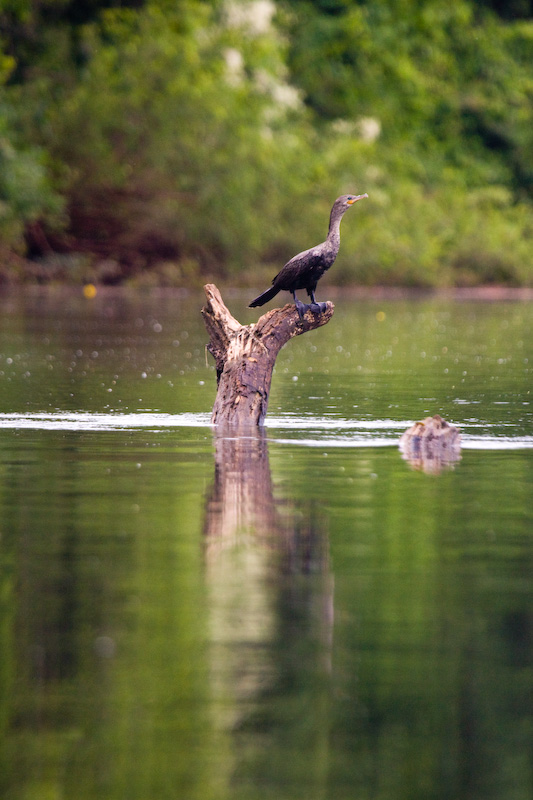 Neotropic Cormorant On Snag